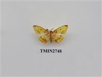 藏品(尺蛾310)的圖片